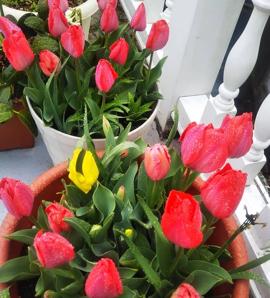 tulips