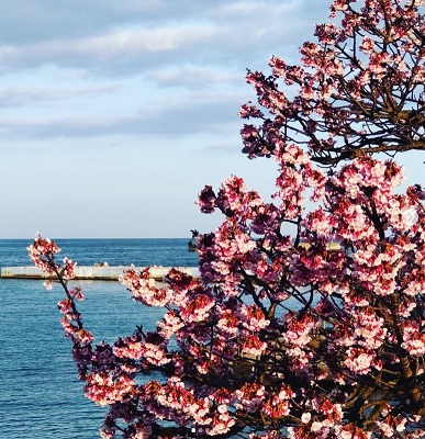 熱海桜